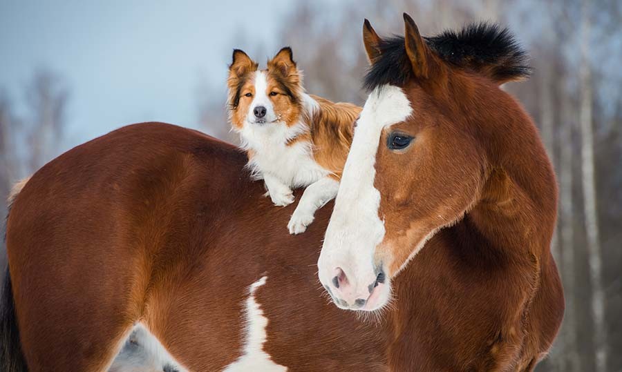 Unreal Horses